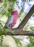 Australia - Birds