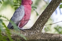 Galah