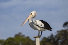 Australian Pelican