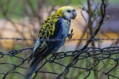 Pale-headed Rosella