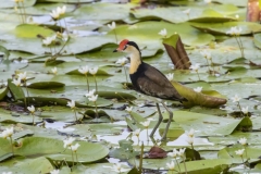 Red Combed Jacana