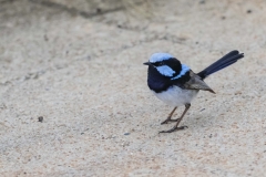 Superb Fairywren