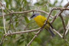 Eastern Yellow Robin