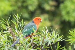 King Parrot