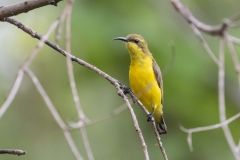 Sahul Sunbird