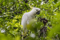Sulpher-crested Cockatoo