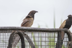 Pheasant Coucal
