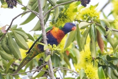 Rainbow Lorikeet