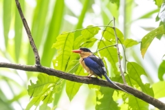 Buff-breasted Paradise-Kingfisher