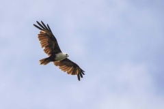 Brahminy Kite 