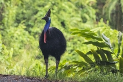 Southern Cassowary