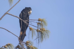 Red-tailed Black Cockatoo