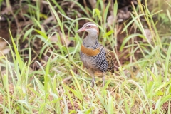Buff-banded Rail