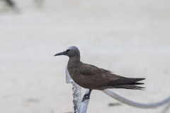 Brown Noddy