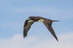 Brown Booby