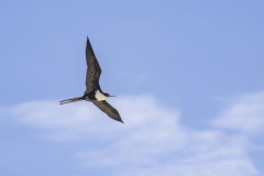 Grgeat Frigatebird