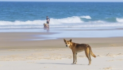 Australia - Mammals