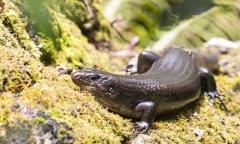 Australia - Reptiles