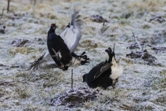 Black Grouse Lek 2026