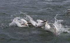 Diving Gannets