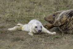 Donna Nook - Grey Seal Colony