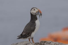 Farne islands 