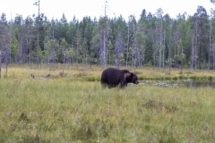 Finland - August 2022 - Bears etc