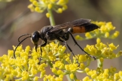 Kefalonia Wildlife