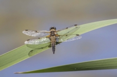 Macro Photography