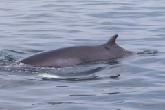 Mull - July 2022