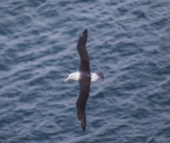 Rare & Scarce UK Birds