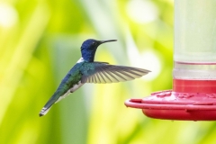 White-necked Jacobin