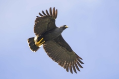 Great Black Hawk