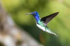 White-necked Jacobin