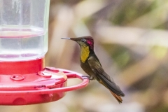 Ruby-topaz Hummingbird