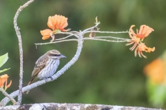 Streaked Flycatcher