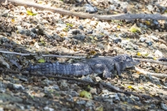 Spectacled Caiman