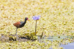 Wattled Jacana