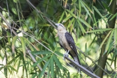 Yellow  Headed Caracara