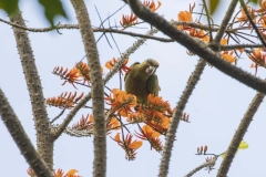 Orange-winged Amazon