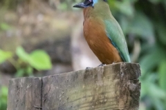 Trinidad Motmot