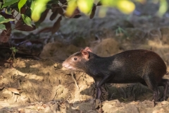 Agouti
