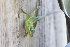 Grenada Tree Anole