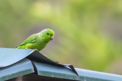 Green Parrotlet