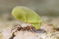 Leaf Cutter Ant