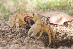 Fiddler Crab