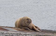 "Wally" the Walrus, Tenby, Wales - May 2021