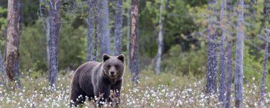 Finland - June 2018 - Brown Bears